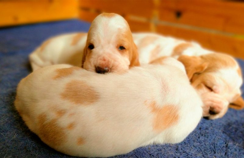 La Real Sociedad Canina de España pide al Congreso reforzar la figura del criador responsable en la nueva Ley de Bienestar Animal