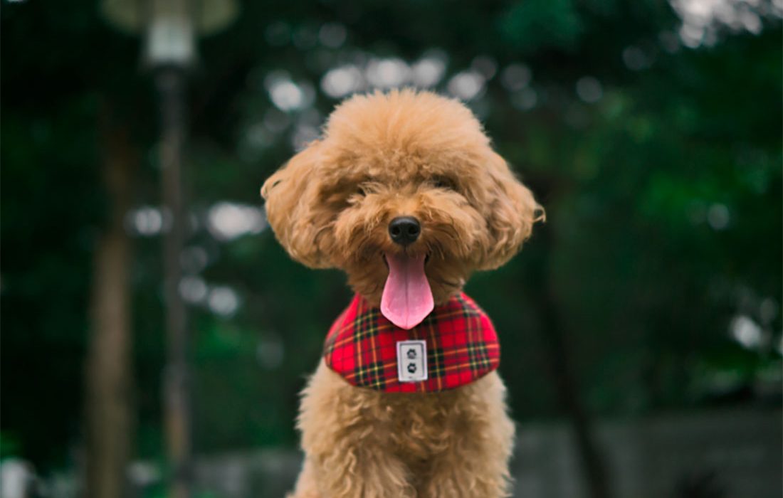 La Real Sociedad Canina alerta de los riesgos para los perros de raza de moda en redes sociales como los ‘toy’ o ‘tea cup’