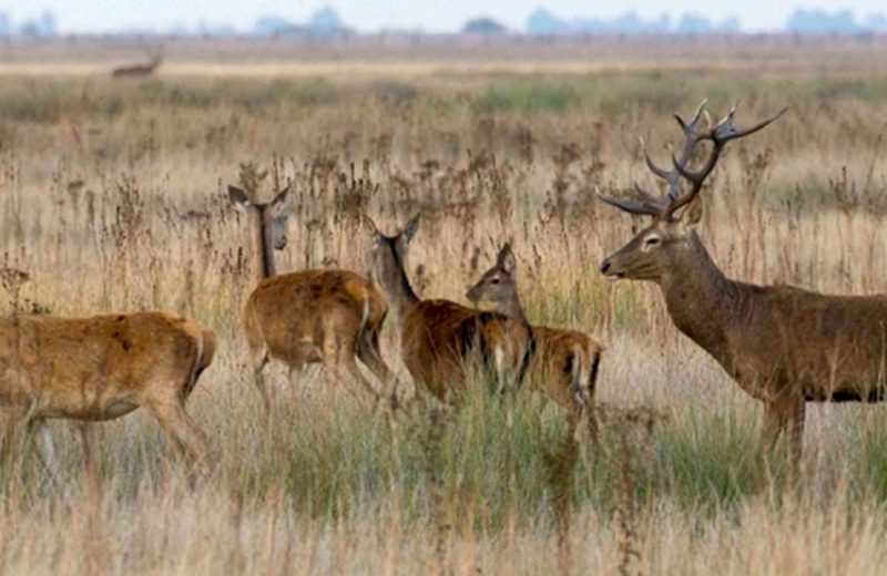 El cambio climático afecta a la reproducción del ciervo en Doñana