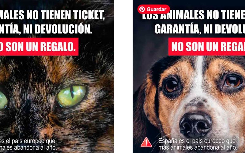 Nueva campaña en Sevilla frente al abandono animal en Navidad