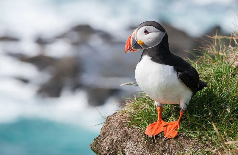 Nueva guía de conservación para proteger las aves marinas europeas en riesgo por el cambio climático