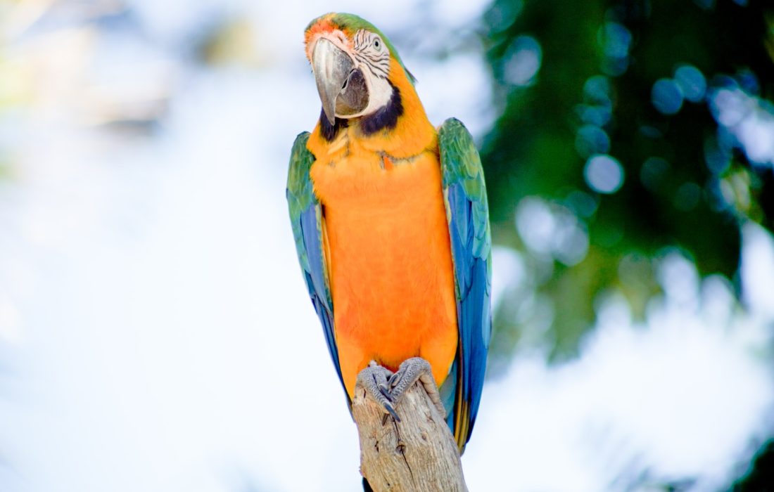 green, blue, and yellow macaw parrot
