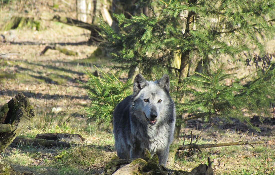 ¿Puede un parásito tener efecto en el comportamiento de un lobo para convertirse en el líder de la manada?