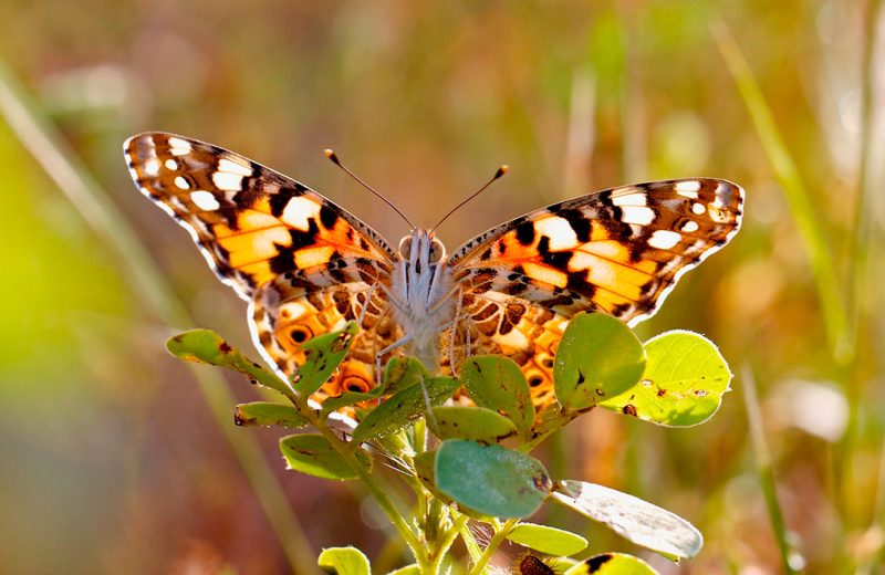 Las mariposas migratorias tienen una mayor diversidad genética