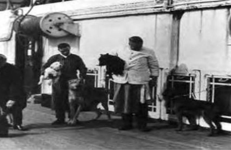 Los perros del Titanic y otros animales que se encontraban en el barco
