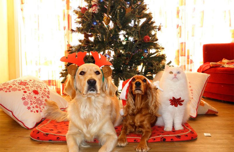 Mascotas Navidad