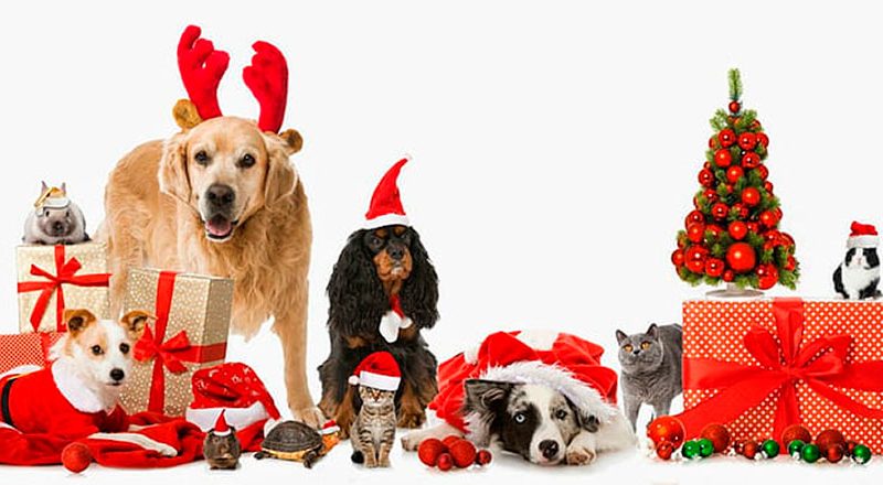 Consejos sobre el cuidado de las mascotas en Navidad
