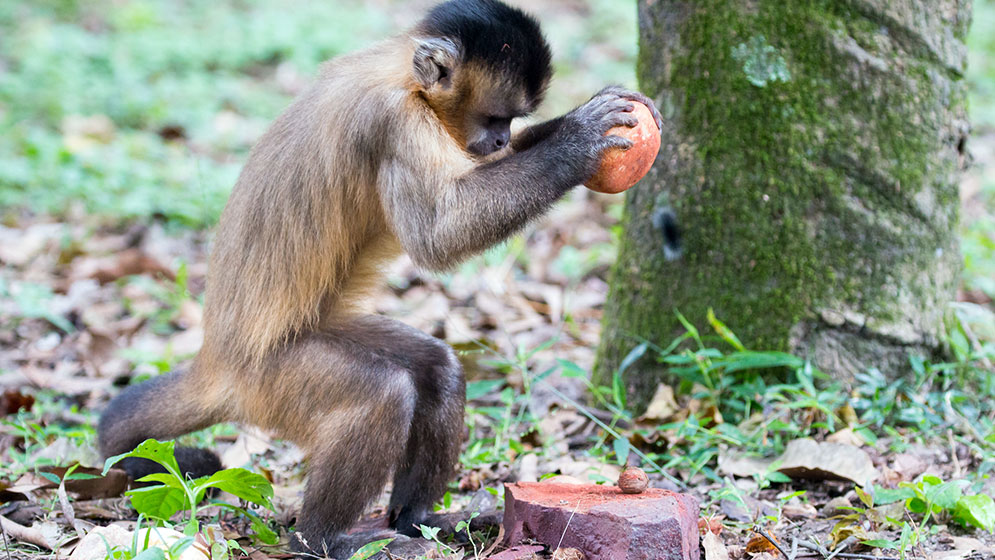 Los antepasados de los monos capuchinos hacían herramientas antes que los antiguos humanos