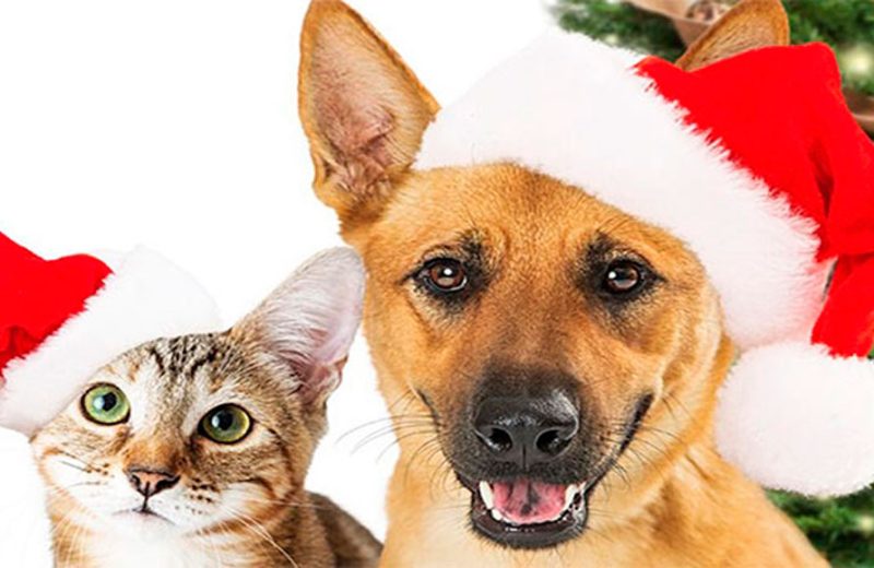 Si vas regalar un animal de compañía estas navidades, recuerda las responsabilidades que implica su tenencia…¡no es un juguete!