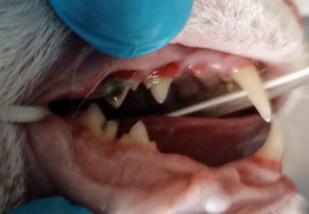 La dolorosa reabsorción dental felina FORT