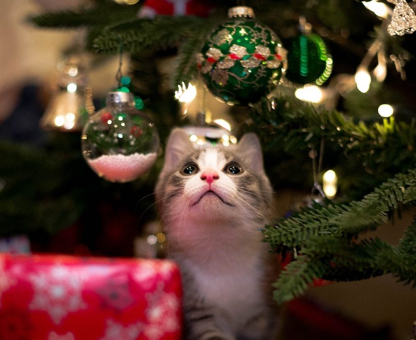 white and gray cat on christmas tree