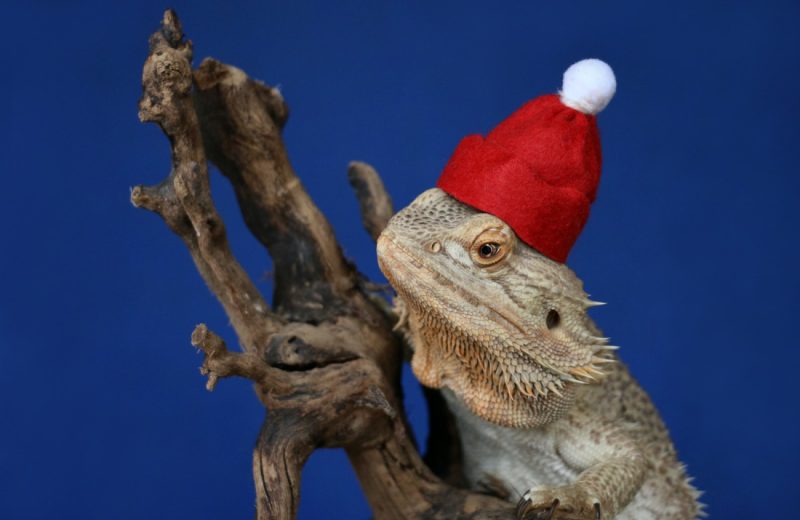 Zaragoza recomienda no adquirir animales exóticos como regalo de Navidad