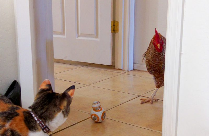 Star Wars BB-8 toy, cat, and chicken on tiled-floor