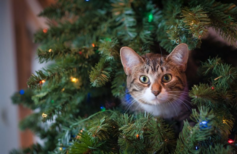 Decoración a prueba de gatos: cómo proteger tu árbol de Navidad para que resista al final de las fiestas