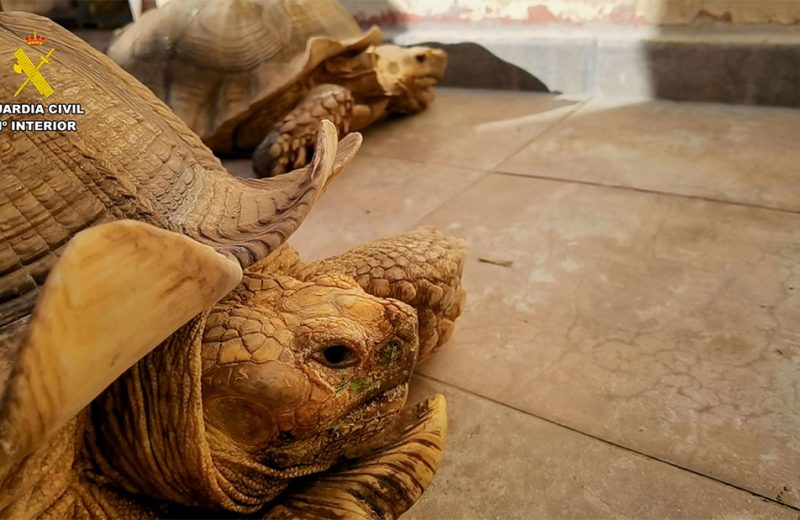 La Guardia Civil investiga penalmente a una persona por la tenencia ilegal de 27 tortugas