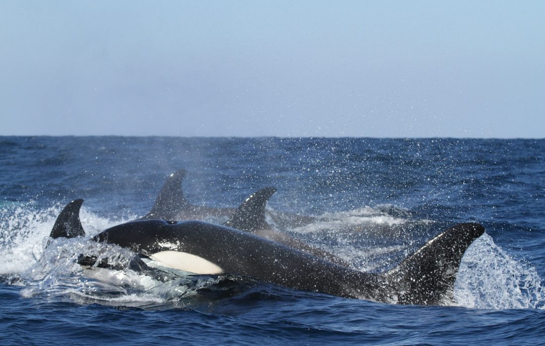 Encontrados en orcas en peligro de extinción papel higiénico tóxico y químicos de larga duración