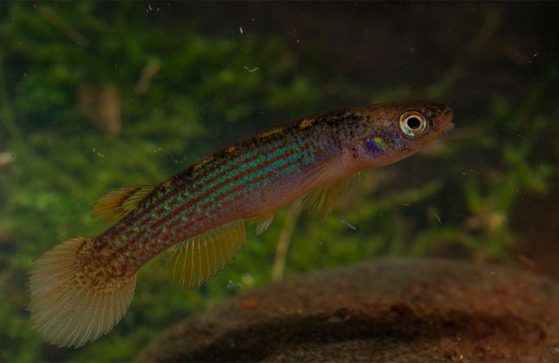Nuevas especies de peces en el Parque Nacional Madidi de Bolivia