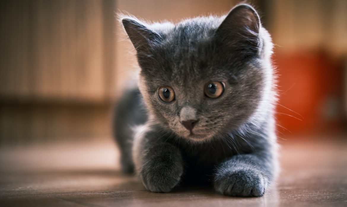 russian blue cat on brown wooden table