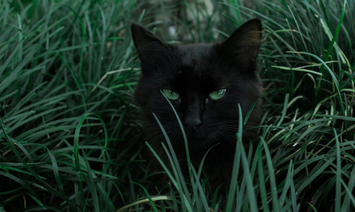 black cat hiding behind green grass