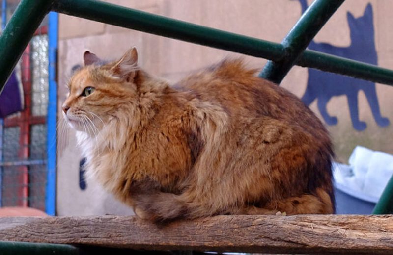 Barcelona ayuda a las entidades que cuidan a las colonias de gatos