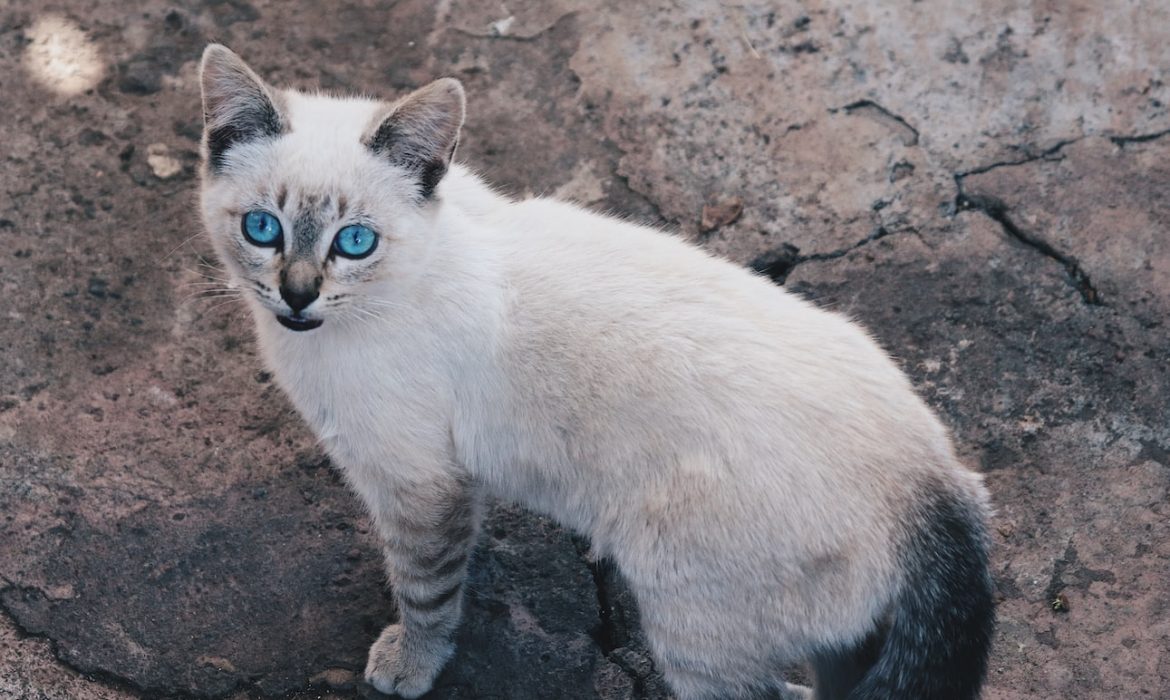 white and gray cat on brown soil