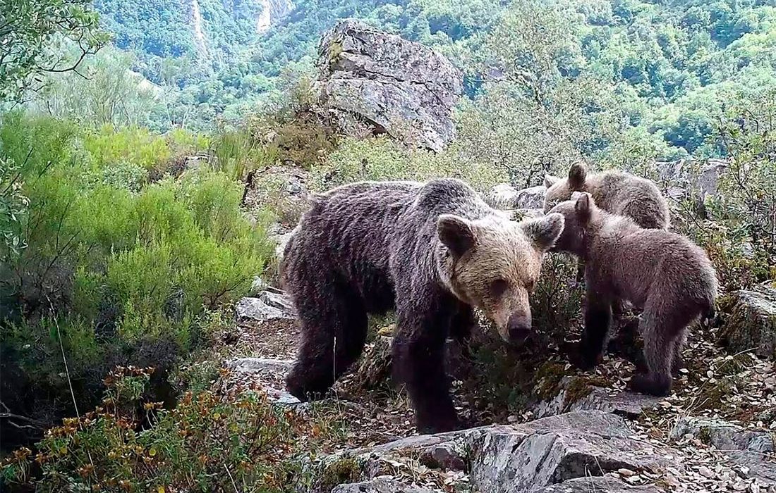FAPAS denuncia la paralización de la información sobre la evolución del oso pardo en España