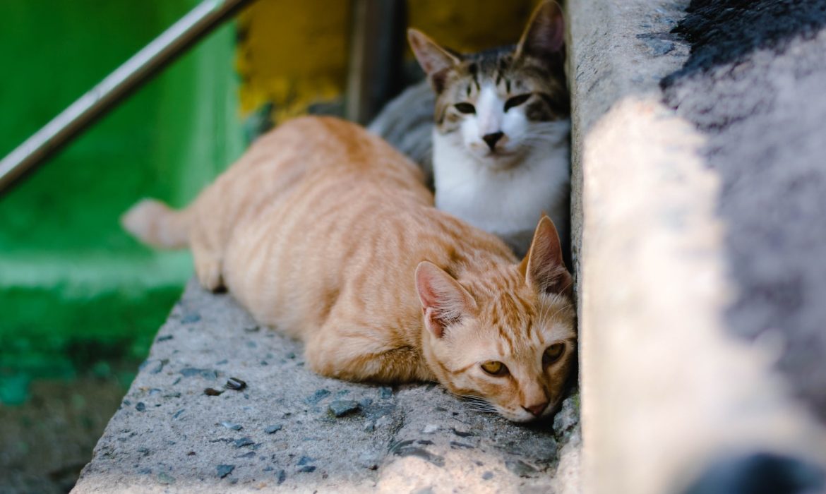 closeup photography of two orange tabby cat and tortoiseshell cat on concrete stairs