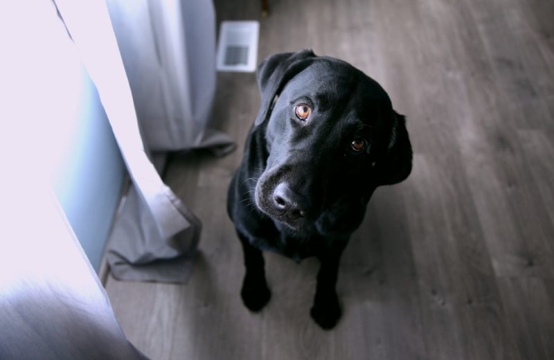 Nuevo estudio para avanzar en el tratamiento del osteosarcoma en perros