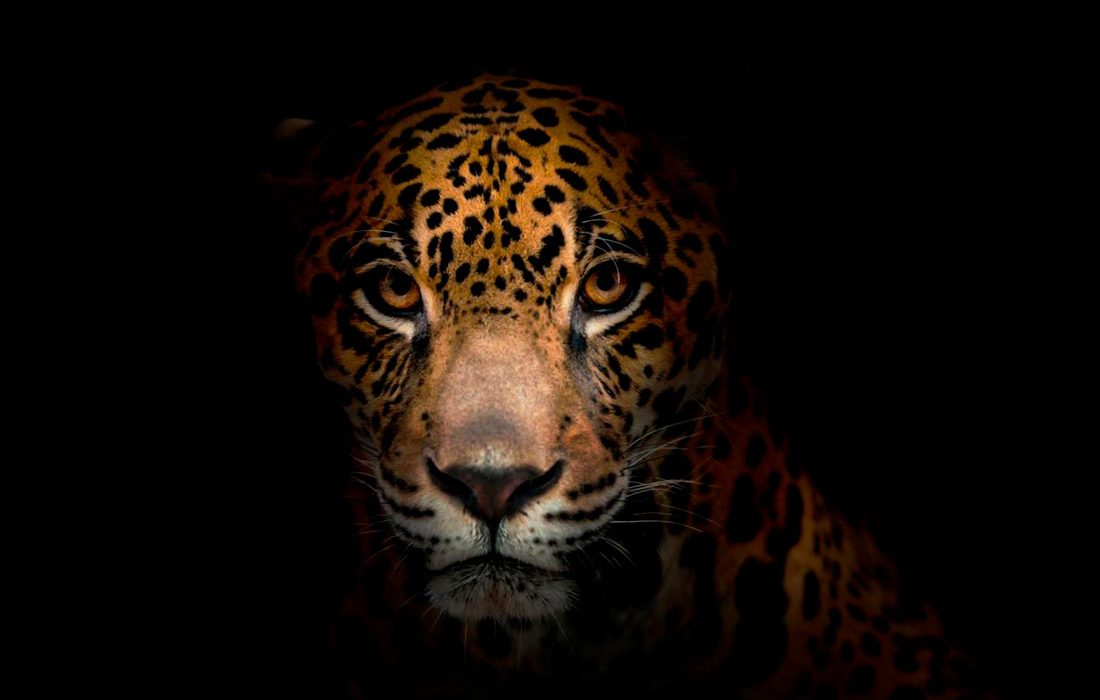 Hallan jaguares en zonas de gran altitud en Ecuador