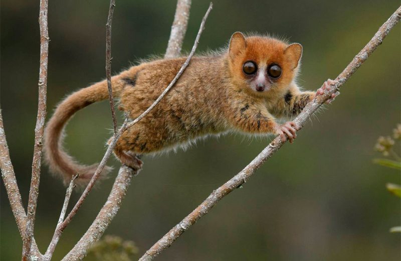 Madagascar: 23 millones de años de evolución en peligro
