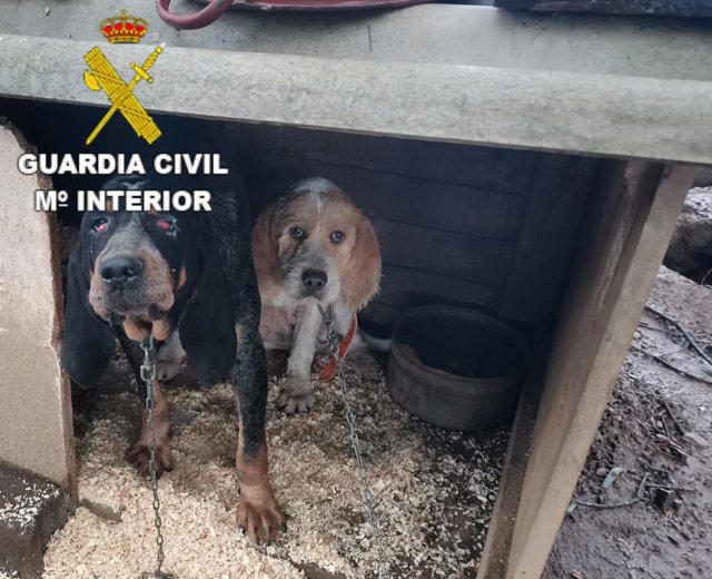 Denunciado un vecino de Oza-Cesuras (A Coruña) por tener a 10 perros de caza en pésimas condiciones higiénico sanitarias