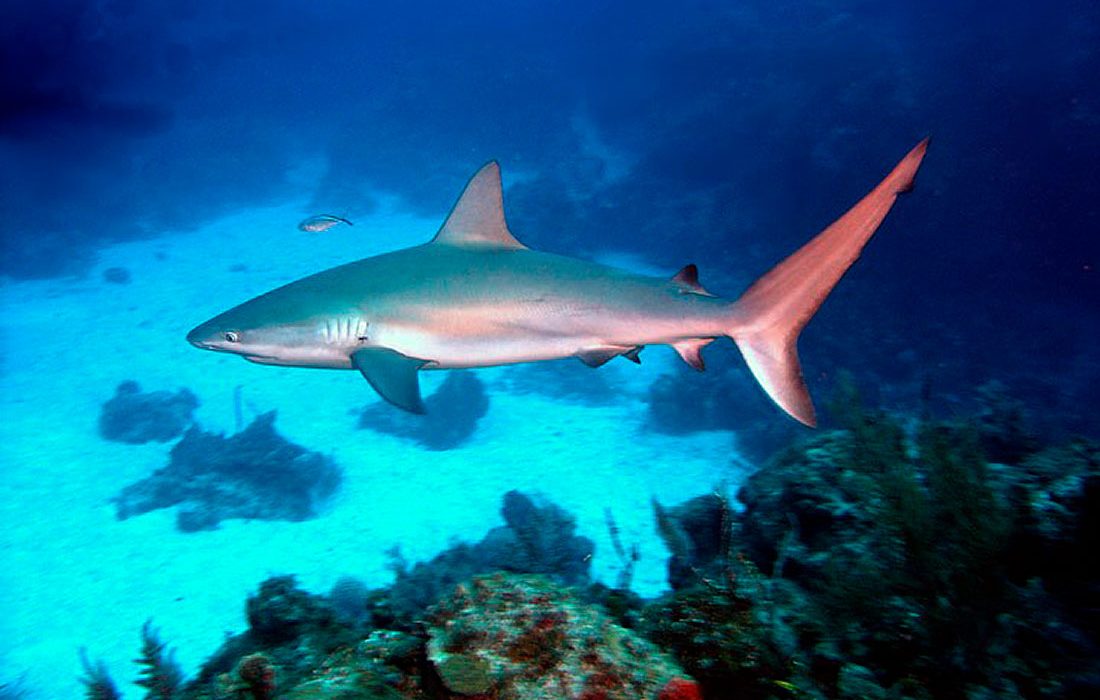 La mayoría de los tiburones y rayas de los arrecifes de coral podrían estar en peligro de extinción