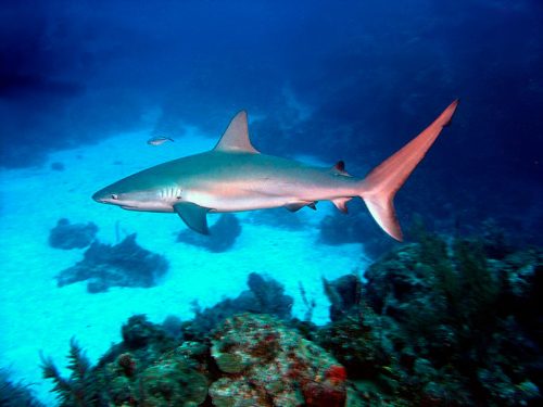 Carcharhinus_perezi_bahamas.jpg