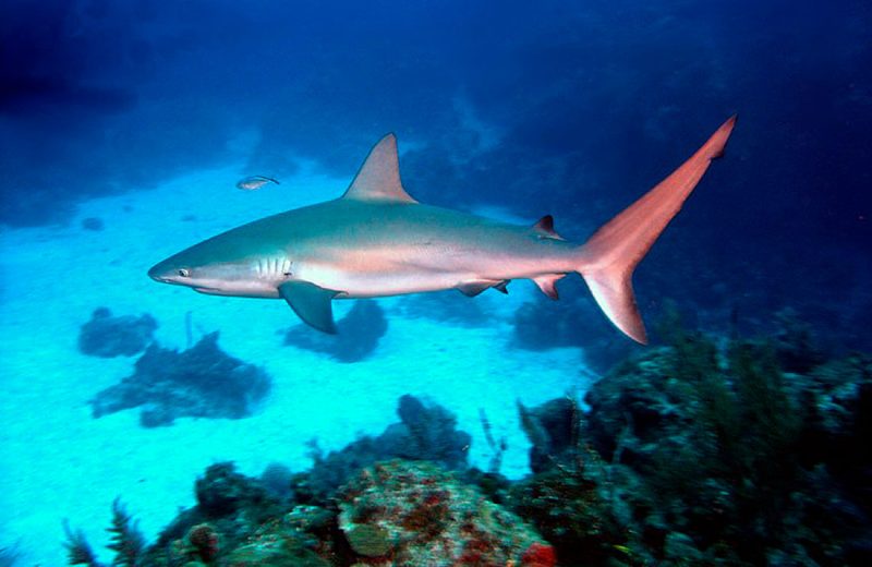 Carcharhinus_perezi_bahamas.jpg