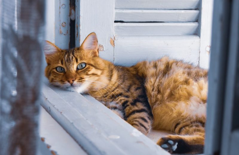 white and brown cat lying on window