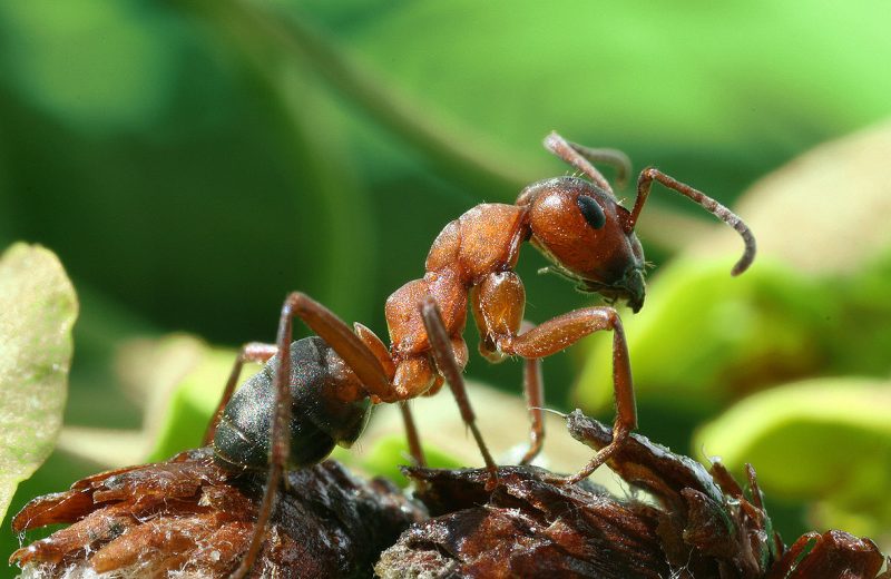 Las hormigas, ¿qué sabemos de ellas?