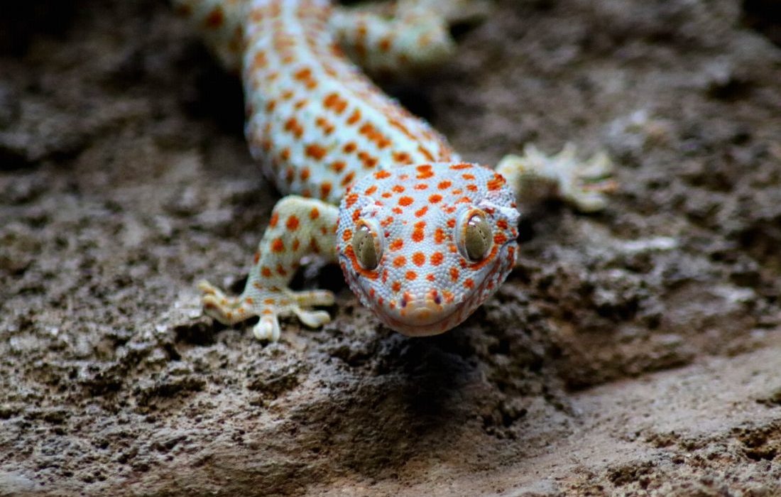 Los geckos se reconocen asimismos de otros congéneres a través de su propio olor