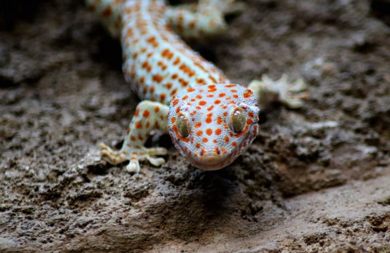 Los geckos se reconocen asimismos de otros congéneres a través de su propio olor
