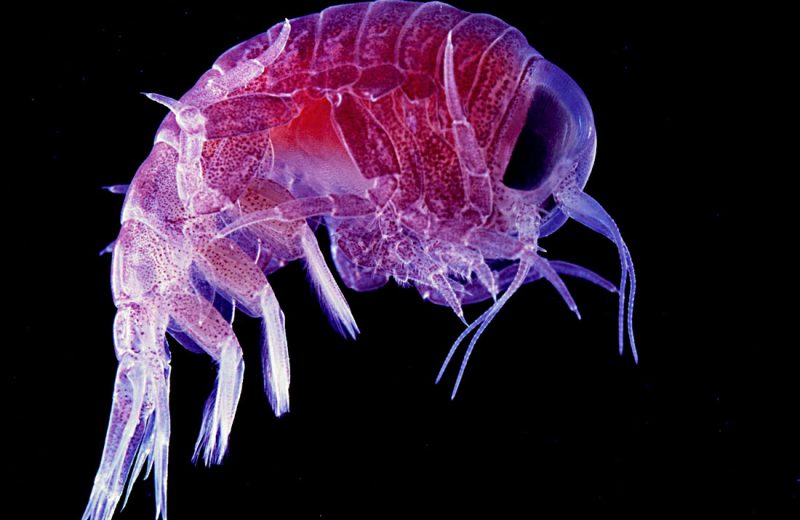 Bacterias, microalgas y pequeños crustáceos: los secretos del planctón