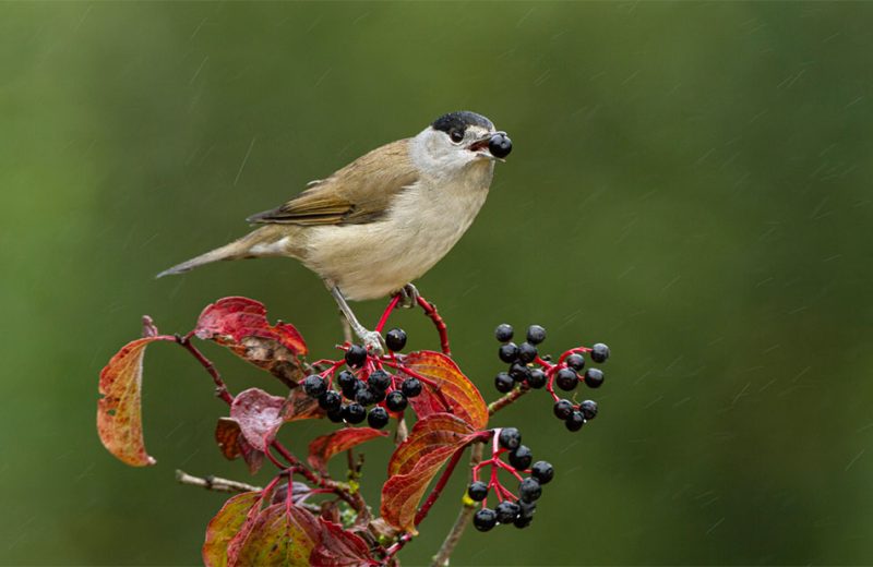 La migración de las aves limita la adaptación de las plantas europeas al cambio climático