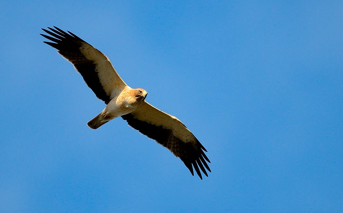 La acumulación de pesticidas reduce la capacidad reproductiva del águila calzada en Doñana