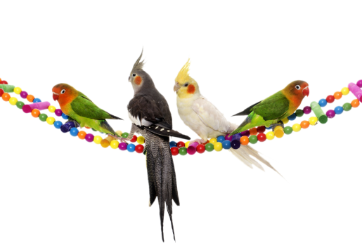 Loros