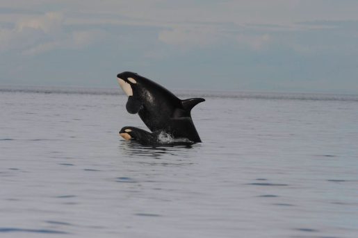Orcas