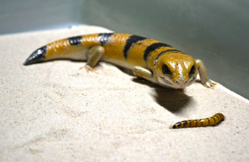 Lagarto pez de arena, un reptil que se desplaza en la arena como si estuviera en el agua