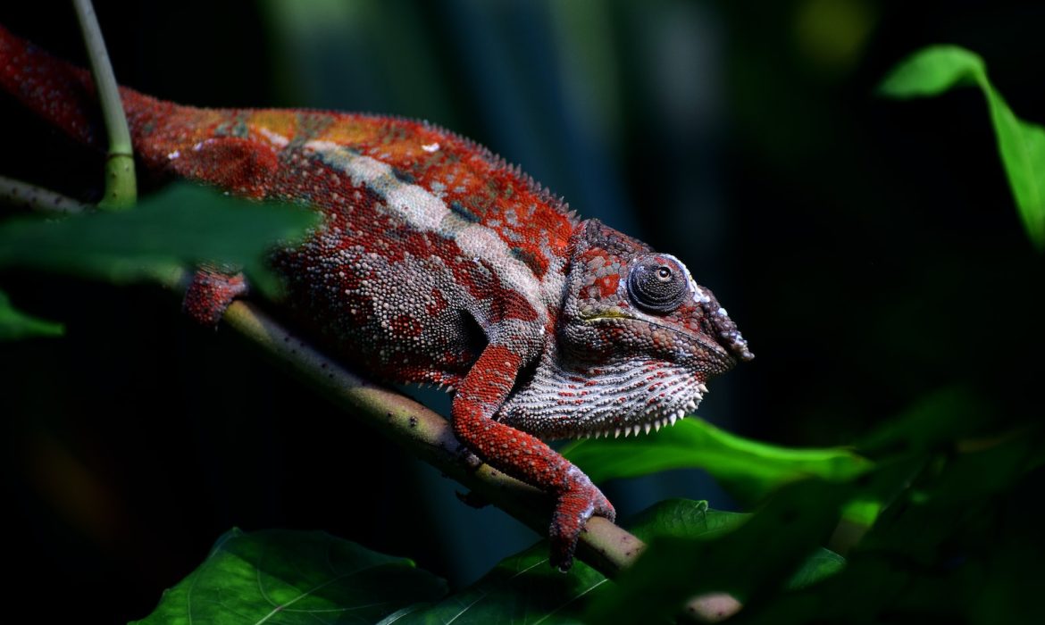 red chameleon crawling on stem