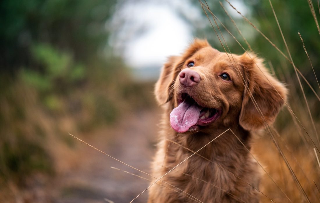 La Osteoartritis canina (OA) no solo afecta a los perros mayores