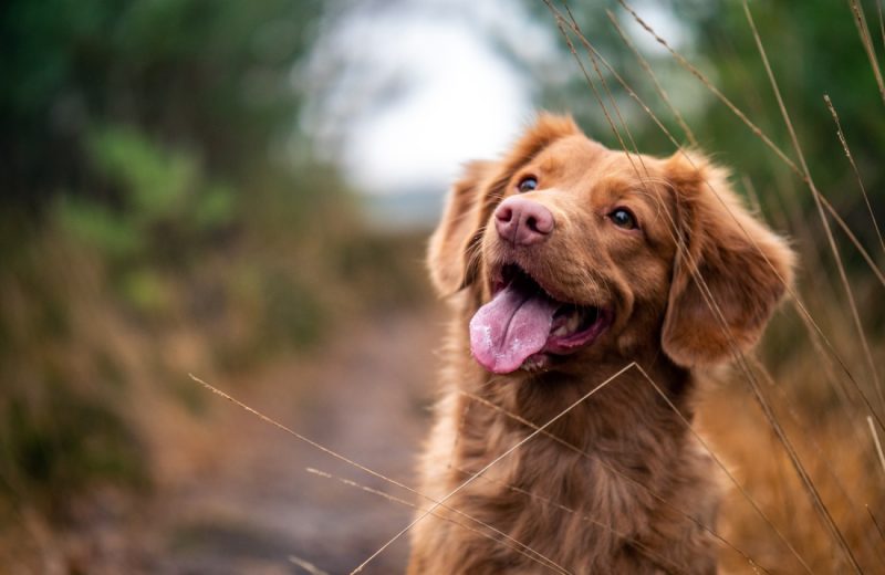 La Osteoartritis canina (OA) no solo afecta a los perros mayores