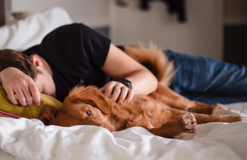 Las diferencias en el apego del dueño del perro se reflejan en el sueño del perro