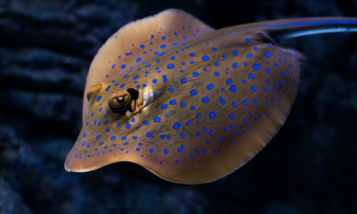 closeup photo of brown and blue stingray