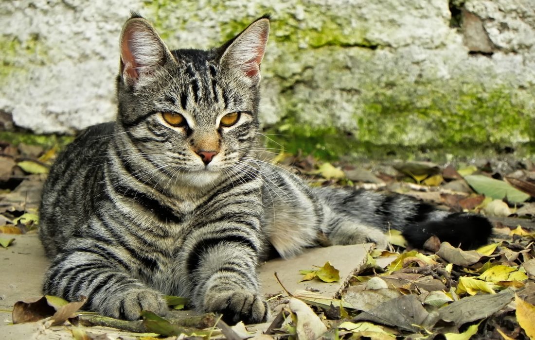 El programa municipal de colonias felinas de Logroño controla y gestiona 65 colonias urbanas